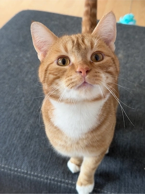 Katzenpärchen sucht schönes zuhause 