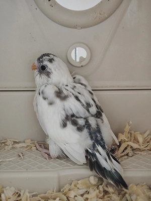 Wellensittich Jungtiere 