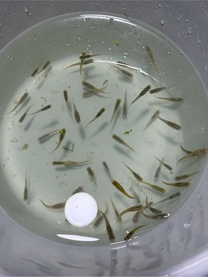 50+ Medaka NZ von Spätsommer 2025,nur heute .