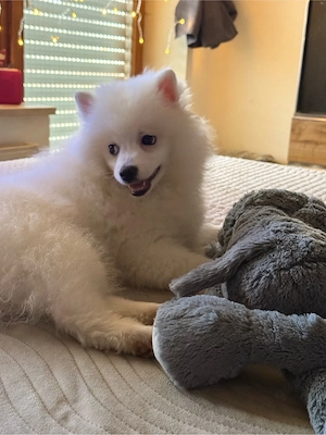 wunderschöne und brave Hündin 5 Monate 