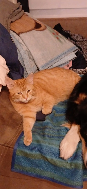 Katzen am 04.05 abzugeben