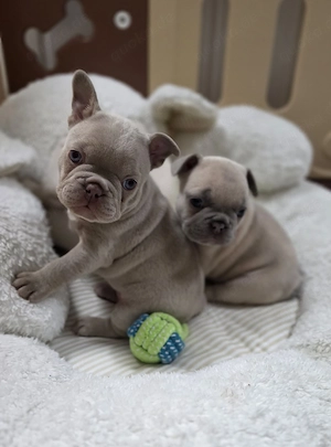 Französische Bulldoggen Welpen Mädchen mit Ahnentafel 