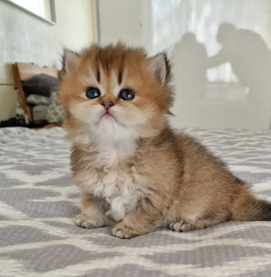 BKH Deckkater  Bild 2