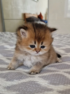 BKH Deckkater  Bild 3