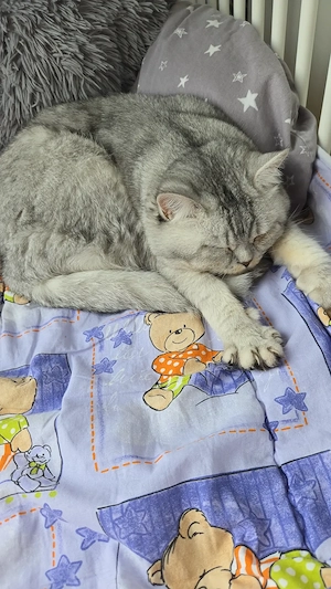 BKH Reinrassiger Deckkater