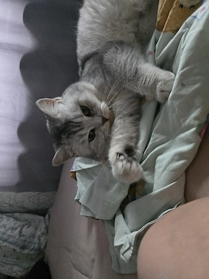BKH Reinrassiger Deckkater Bild 5