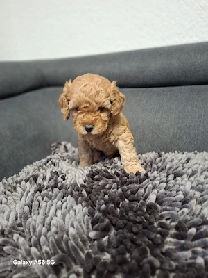 1 Reinrassige Toypudel Welpen (Rüde)