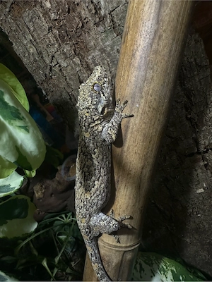 Höckerkopfgecko (Rhacodactylus auriculatus)