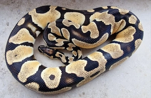 0,1 Super Orange Dream het.Piebald