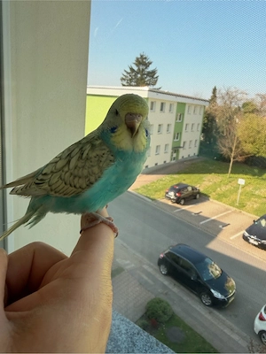 Wellensittich jung handzahm mit Käfig