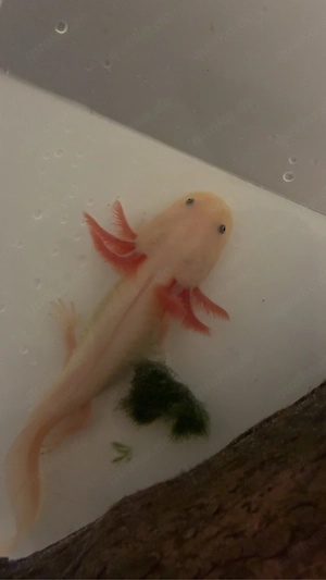Axolotl babys 
