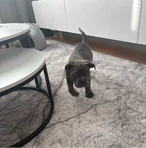 American bully mädchen 