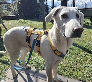   Cosmo   Welpe Abruzzischer Schäferhund Mix aus Sizilien 