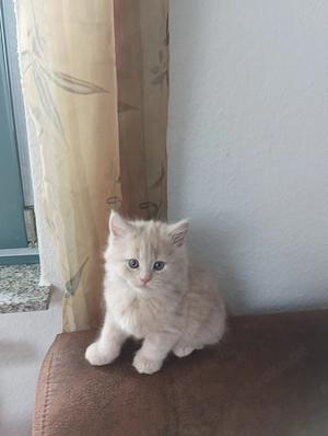 Mischlingskätzchen sucht ein neues Zuhause 