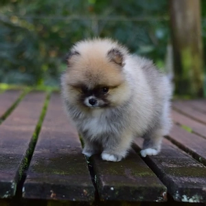 25 % Rabatt für begrenzte Zeit verfügbar