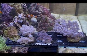 Xenia elongata ableger koralle