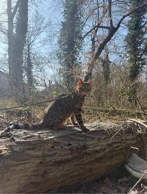 Bengalkatze Kater Zuchtkater