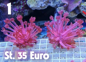 Meerwasser Korallen-Ableger !!! EXPRESSVERSAND !!!