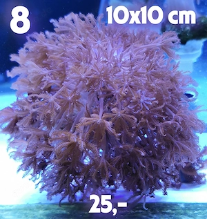 Meerwasser Korallen Ableger  !!!EXPRESSVERSAND!!!