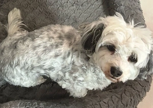 Havaneser Hündin 4 Jahre