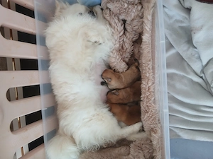 Reinrassiger Pomeranian Zwergspitz mit Ahnentafel !!