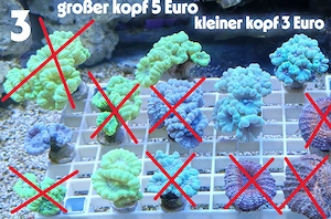 Meerwasser Korallen-Ableger !!! EXPRESSVERSAND !!!