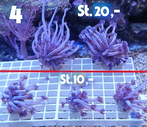 Meerwasser Korallen-Ableger !!! EXPRESSVERSAND !!!