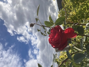 Massagewünsche für die Frau.