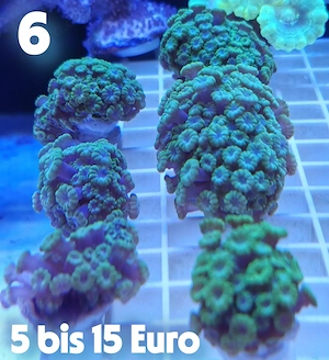 Meerwasser Korallen-Ableger !!! EXPRESSVERSAND !!!