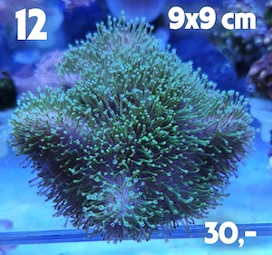 Meerwasser Korallen-Ableger !!! EXPRESSVERSAND !!!