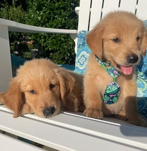 Gechipte männliche und weibliche Golden-Retriever-Welpen