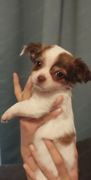 Reinrassige Chihuahua Welpen Langhaar 