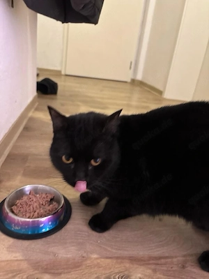 Josef sucht ein neues zuhause 