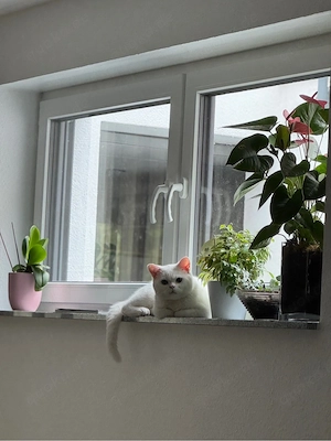 Traumhafter Kater!  2 Jahre  Bild 3