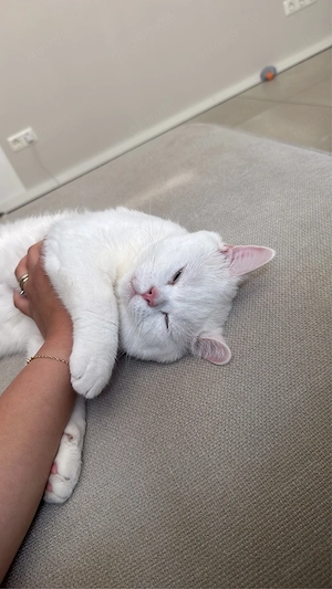 Traumhafter Kater!  2 Jahre  Bild 5