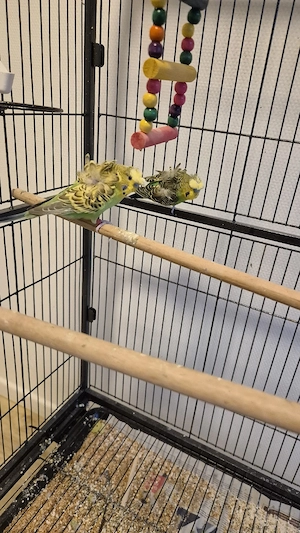 Wellensittiche  Bild 3