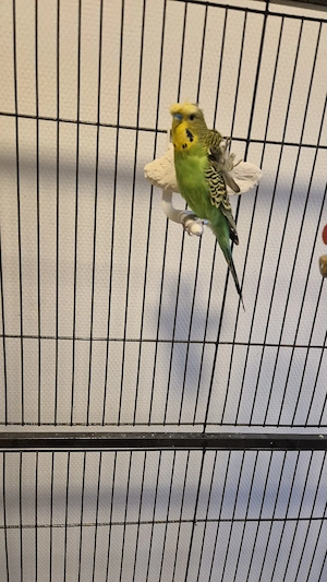 Wellensittiche  Bild 2