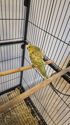 Wellensittiche  Bild 6