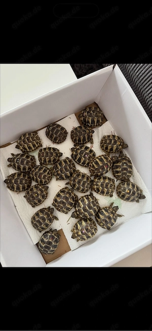 Griechische Landschildkröten (Testudo hermanni) NZ 2024 2025 mit CITES 