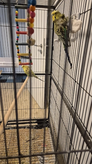 Wellensittiche  Bild 5