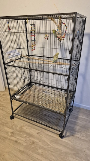 Wellensittiche  Bild 4