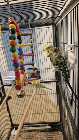 Wellensittiche  Bild 7