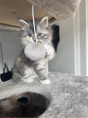 Reinrassige Maine coone Kitten