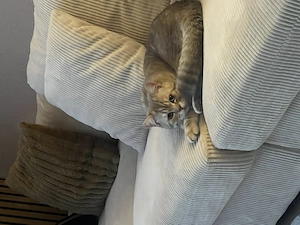 BKH Kater caramel Bild 2