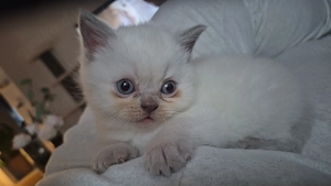 Britisch kurzhaar - langhaar mix Kitten