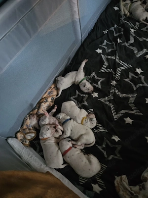 Reinrassige Dalmatiner Welpen 