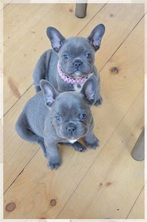 Wunderschöne Französische Bulldogge Welpen mit Ahnentafel