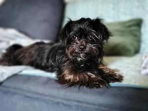 Zuckermäuschen Aya sucht liebe Menschen