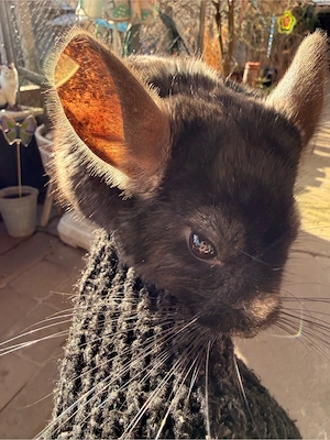 2 Chinchillaböckchen in liebevolle Hände abzugeben