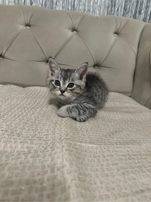 BKH Bengal mix kitten 